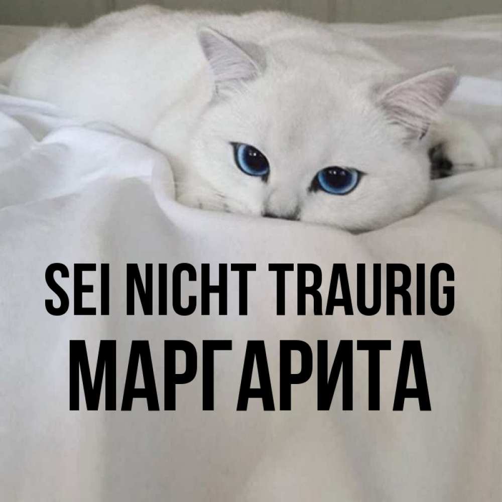 Открытка на каждый день с именем, Маргарита Sei nicht traurig Голубоглазая кошка Прикольная открытка с пожеланием онлайн скачать бесплатно 