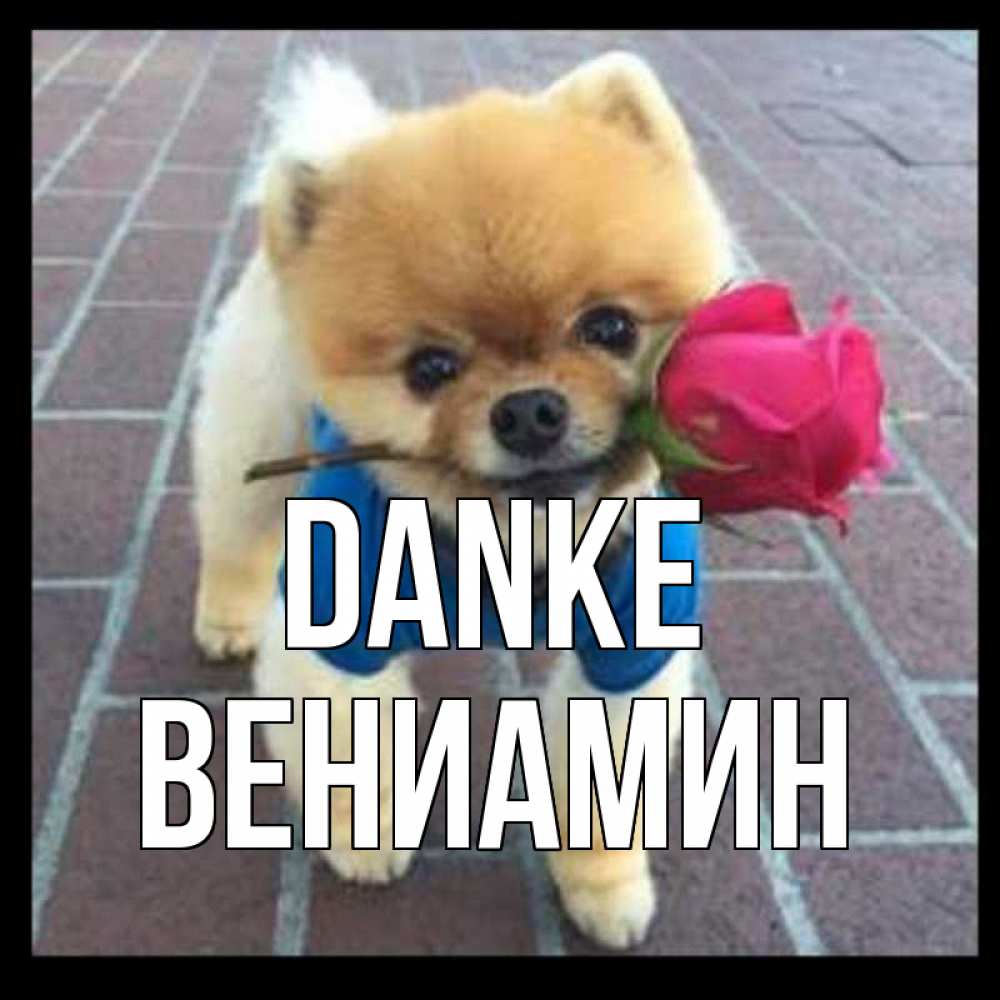 Открытка на каждый день с именем, Вениамин Danke спасибо и дарю тебе цветок Прикольная открытка с пожеланием онлайн скачать бесплатно 