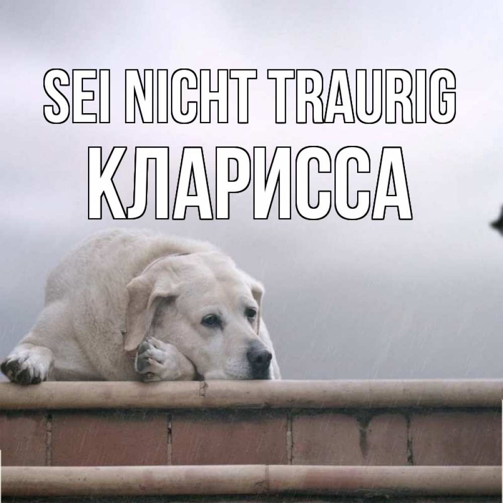 Открытка на каждый день с именем, Кларисса Sei nicht traurig белый пес 1 Прикольная открытка с пожеланием онлайн скачать бесплатно 