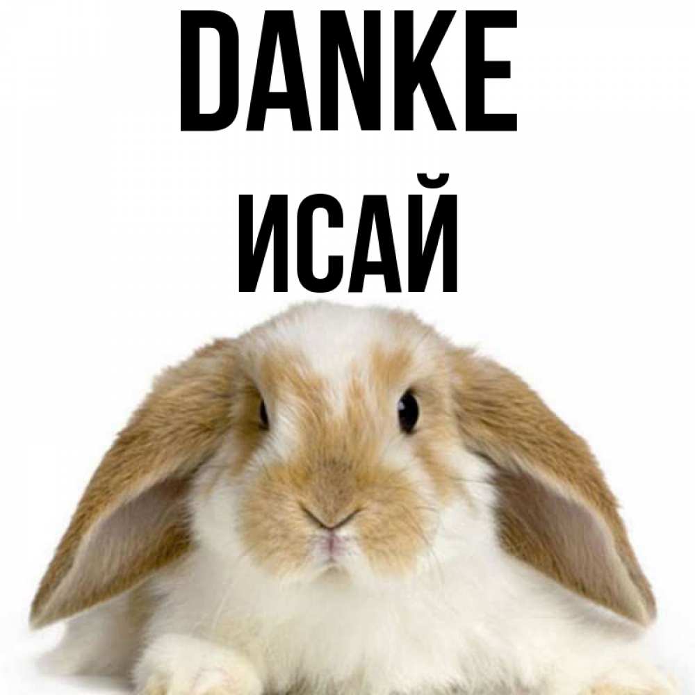 Открытка на каждый день с именем, Исай Danke коричнево белый заяц Прикольная открытка с пожеланием онлайн скачать бесплатно 