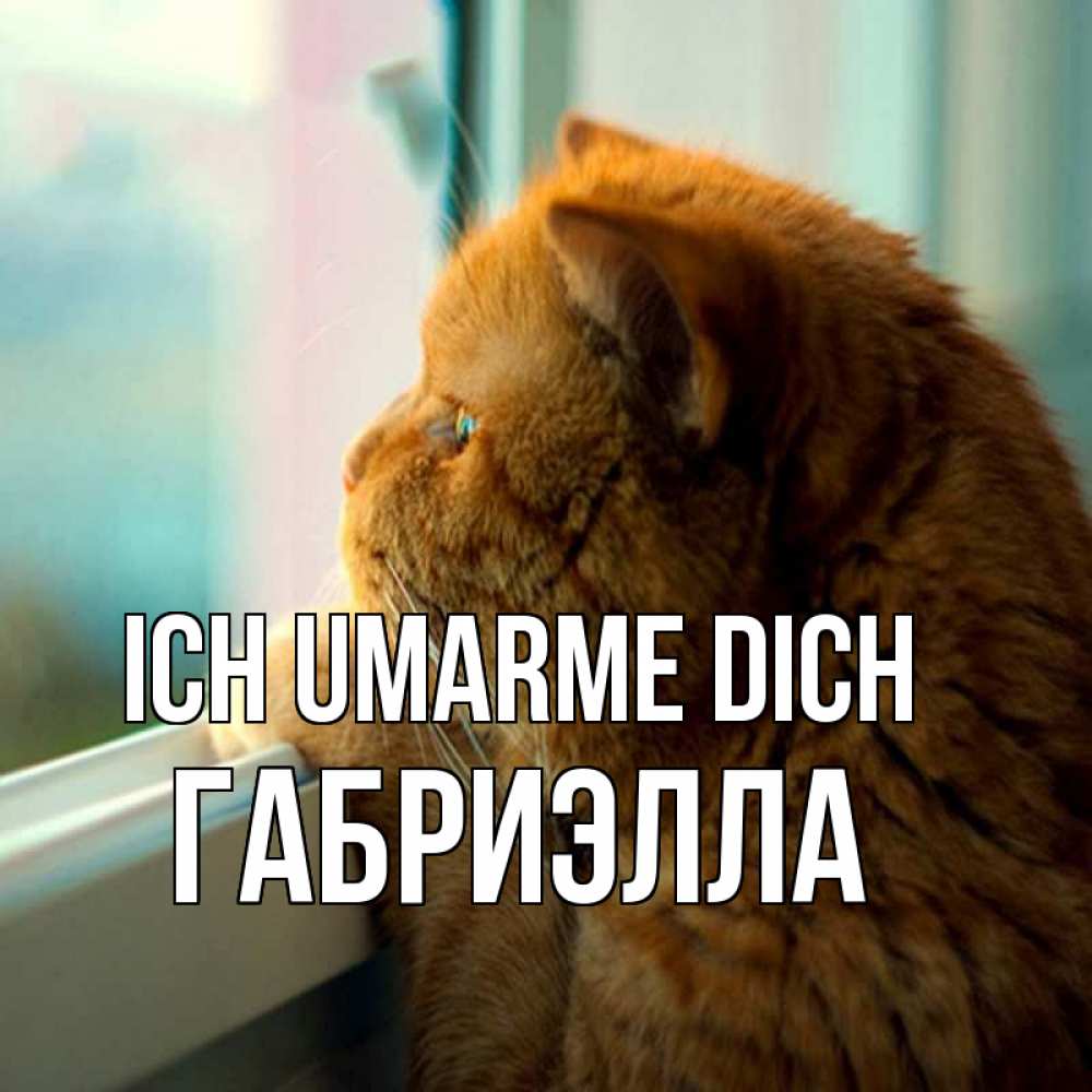 Открытка на каждый день с именем, Габриэлла Ich umarme dich большой огромный рыжий котяра Прикольная открытка с пожеланием онлайн скачать бесплатно 