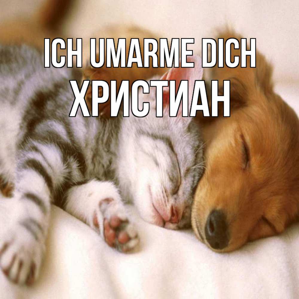 Открытка на каждый день с именем, Христиан Ich umarme dich пес и котенок Прикольная открытка с пожеланием онлайн скачать бесплатно 