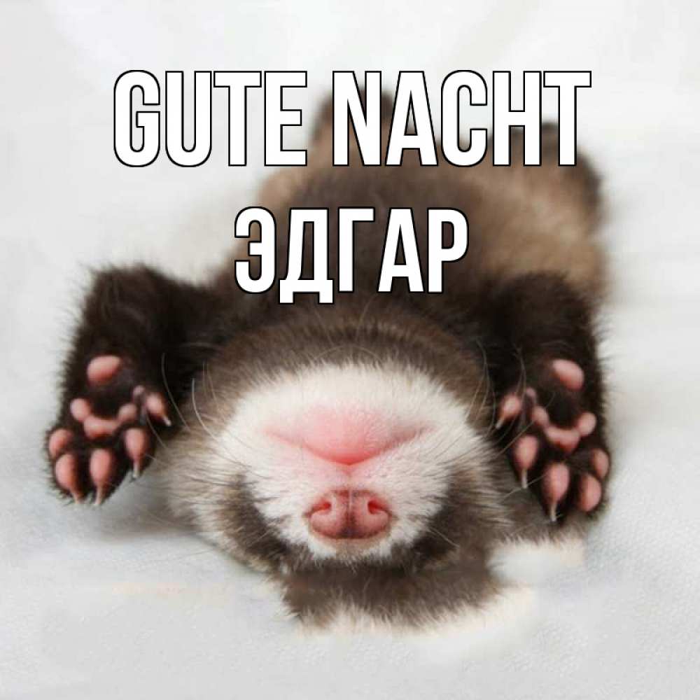 Открытка на каждый день с именем, Эдгар Gute Nacht зверек Прикольная открытка с пожеланием онлайн скачать бесплатно 