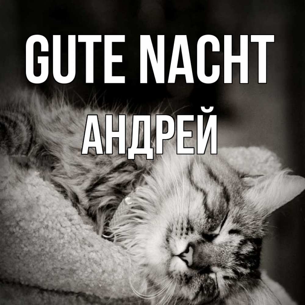 Открытка на каждый день с именем, Андрей Gute Nacht котярик пушистый Прикольная открытка с пожеланием онлайн скачать бесплатно 