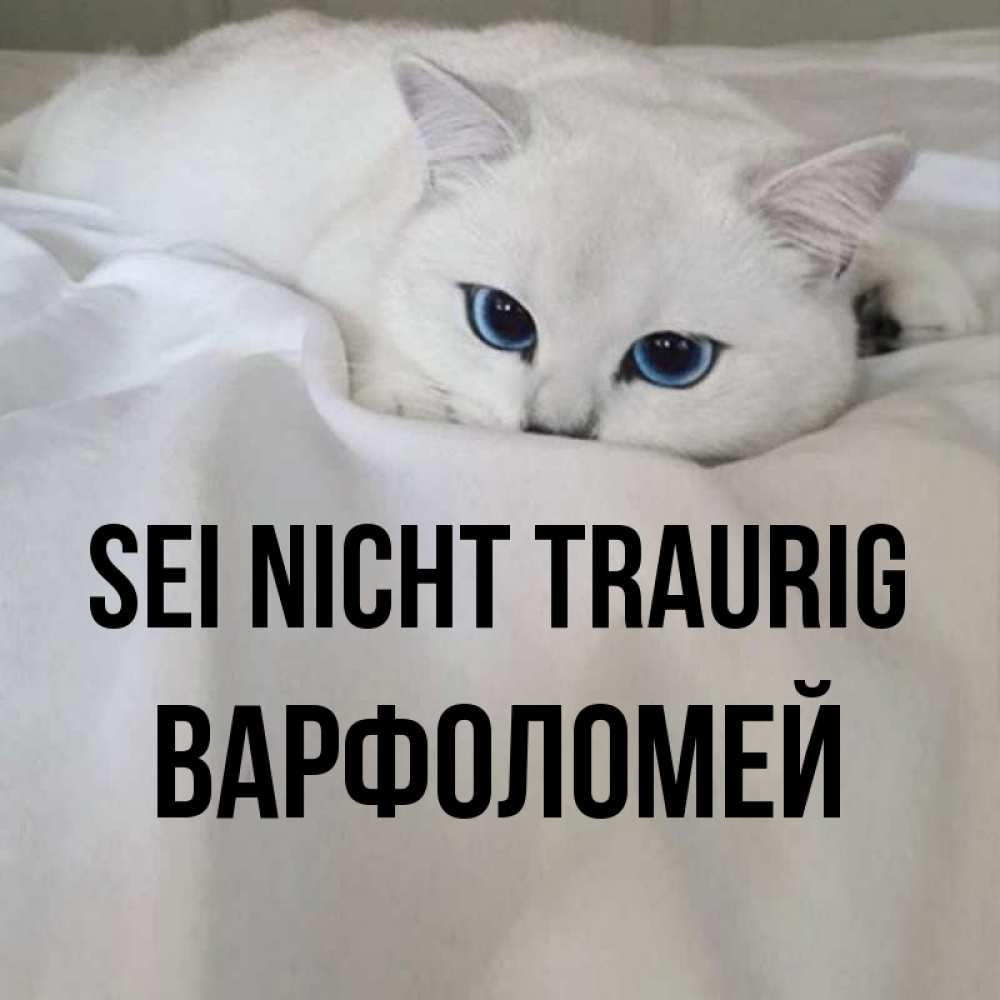 Открытка на каждый день с именем, Варфоломей Sei nicht traurig Голубоглазая кошка Прикольная открытка с пожеланием онлайн скачать бесплатно 