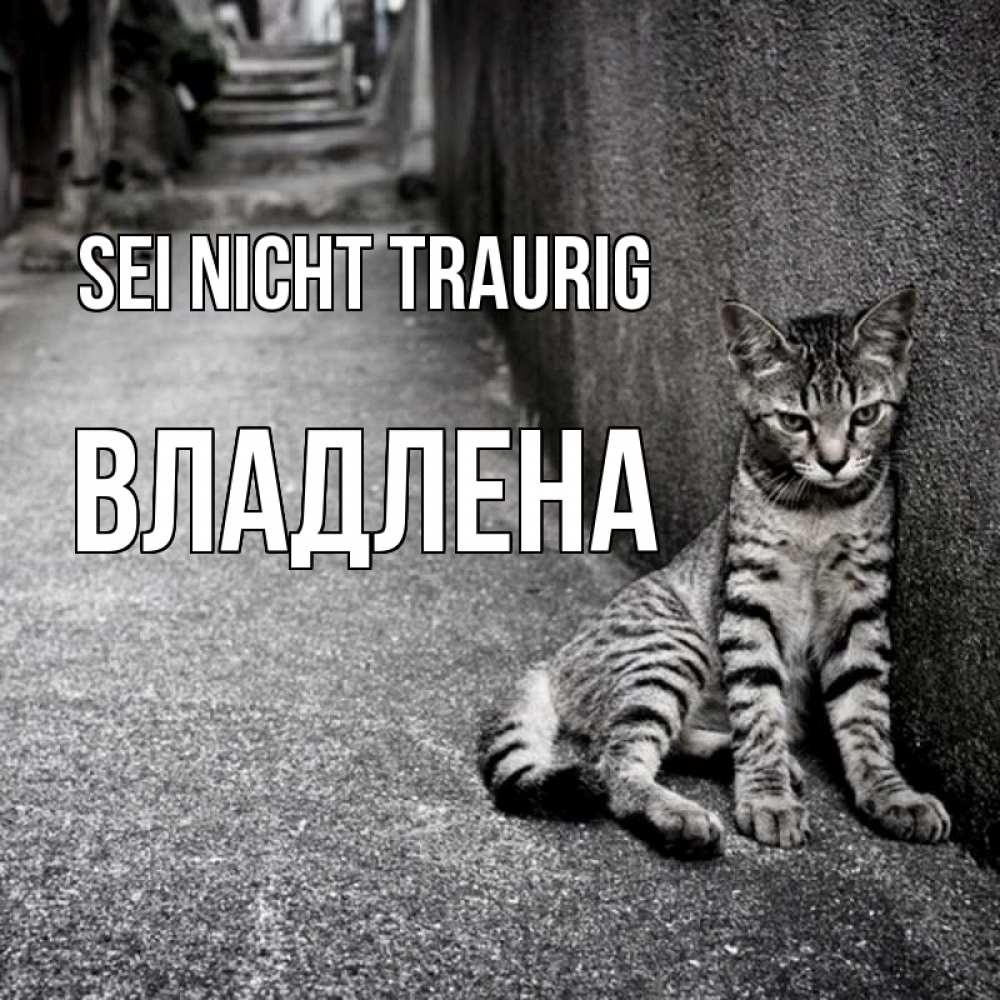 Открытка на каждый день с именем, Владлена Sei nicht traurig скучающий котик Прикольная открытка с пожеланием онлайн скачать бесплатно 