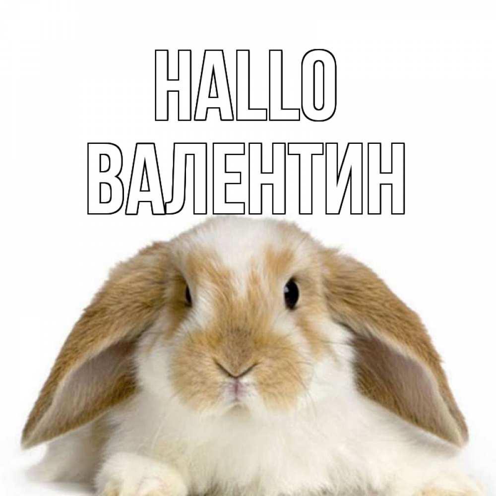 Открытка на каждый день с именем, Валентин Hallo с животными Прикольная открытка с пожеланием онлайн скачать бесплатно 