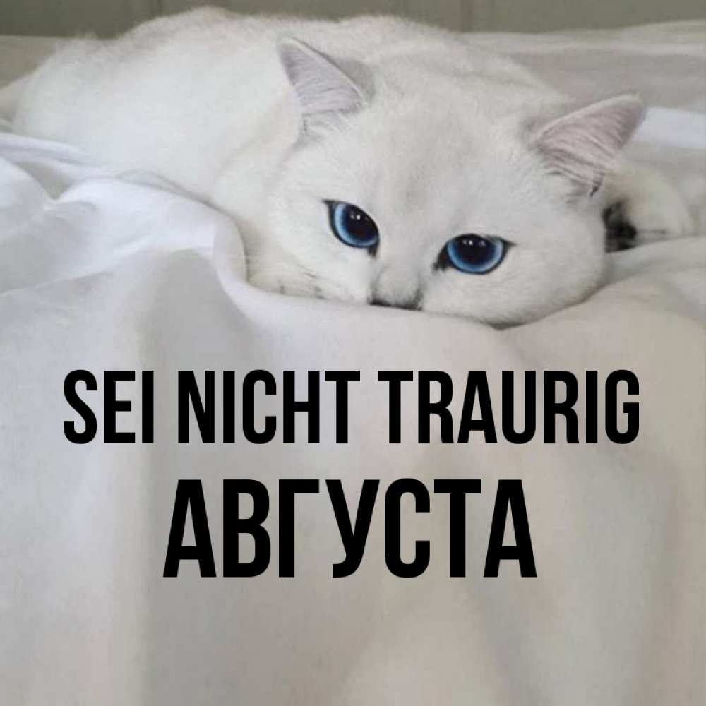 Открытка на каждый день с именем, Августа Sei nicht traurig Голубоглазая кошка Прикольная открытка с пожеланием онлайн скачать бесплатно 