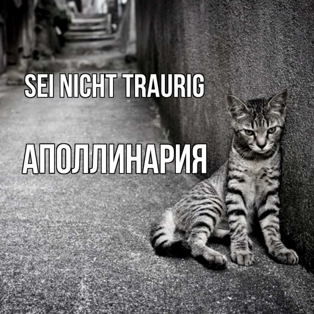 Открытка на каждый день с именем, Аполлинария Sei nicht traurig скучающий котик Прикольная открытка с пожеланием онлайн скачать бесплатно 