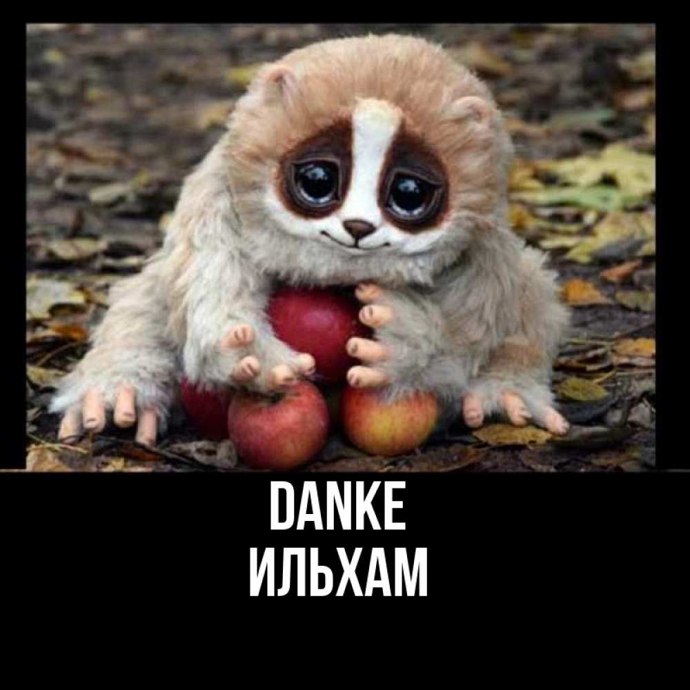 Открытка на каждый день с именем, Ильхам Danke прикольное животное Прикольная открытка с пожеланием онлайн скачать бесплатно 