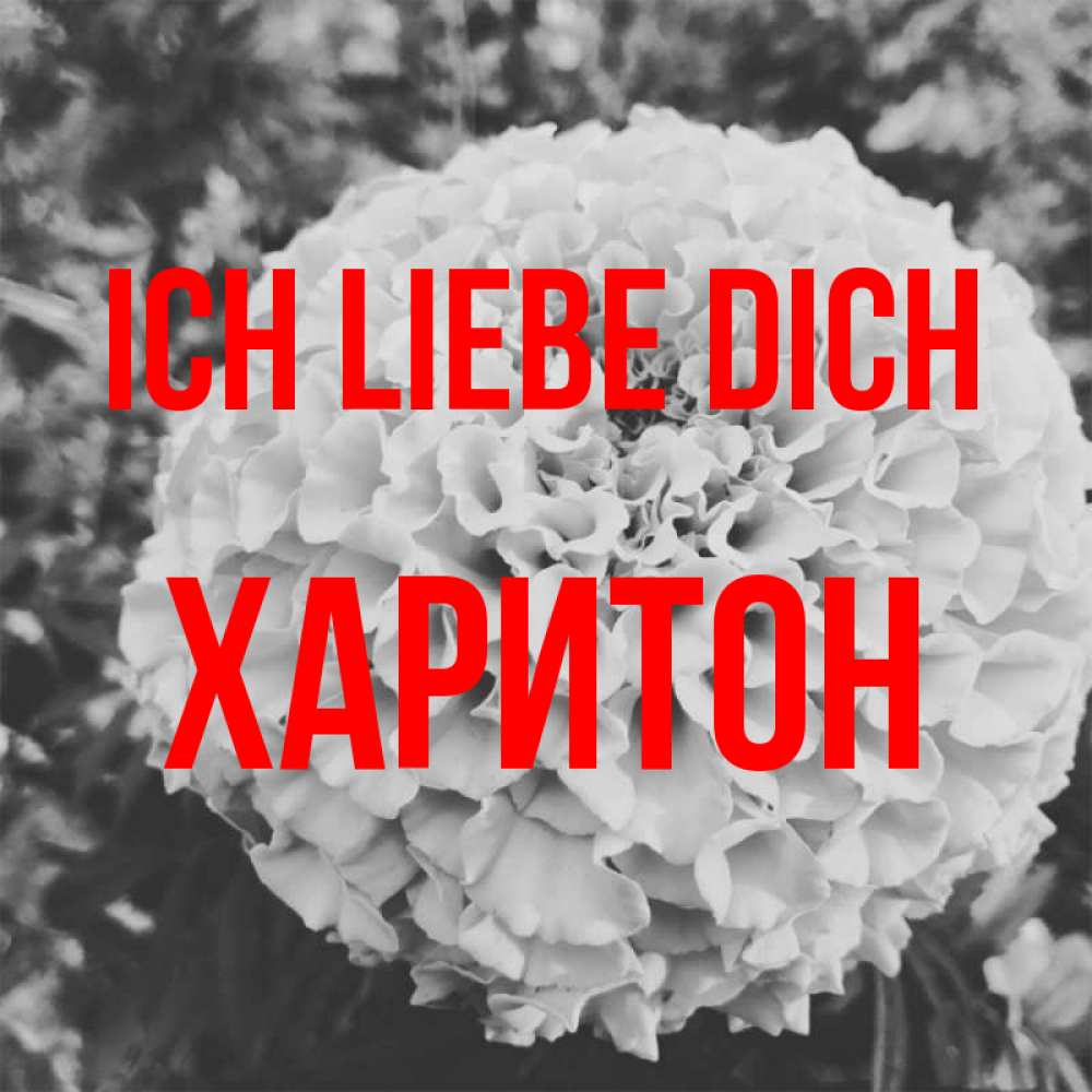 Открытка на каждый день с именем, Харитон Ich liebe dich подпись Прикольная открытка с пожеланием онлайн скачать бесплатно 