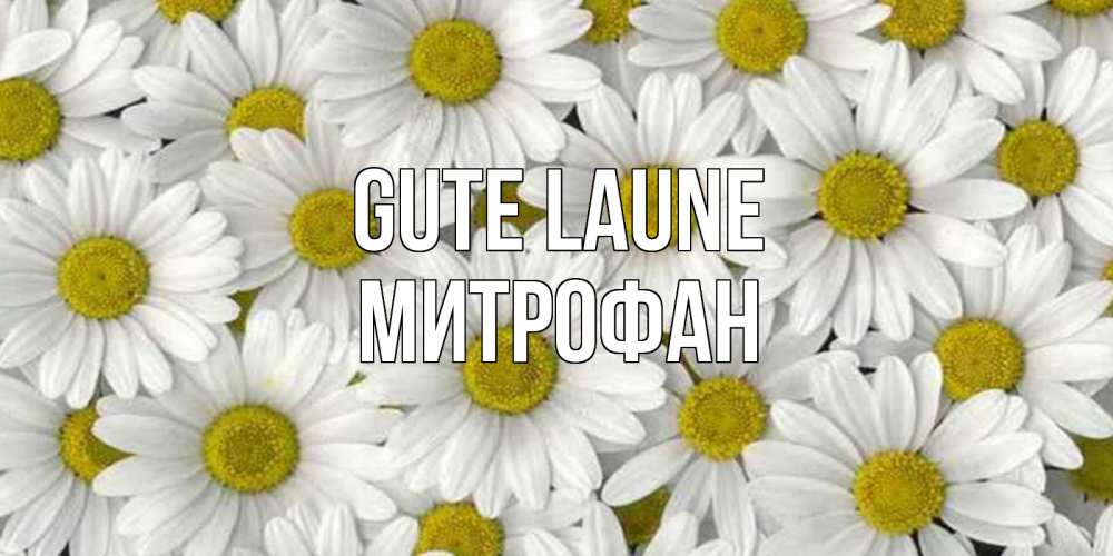Открытка на каждый день с именем, Митрофан Gute Laune поляна ромашек Прикольная открытка с пожеланием онлайн скачать бесплатно 