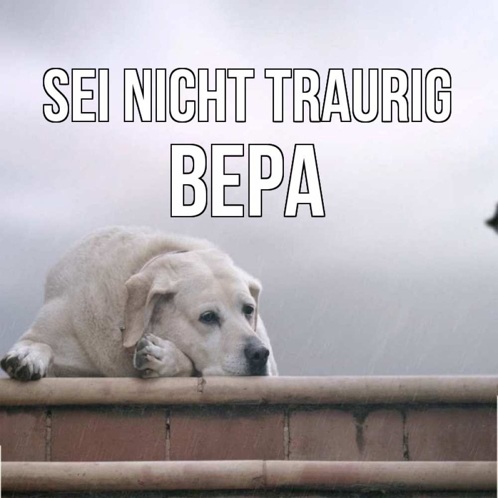 Открытка на каждый день с именем, Вера Sei nicht traurig белый пес 1 Прикольная открытка с пожеланием онлайн скачать бесплатно 