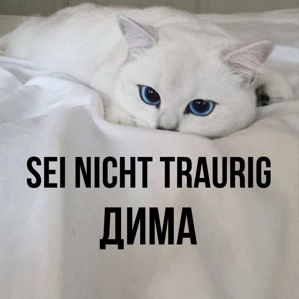 Открытка на каждый день с именем, Дима Sei nicht traurig Голубоглазая кошка Прикольная открытка с пожеланием онлайн скачать бесплатно 