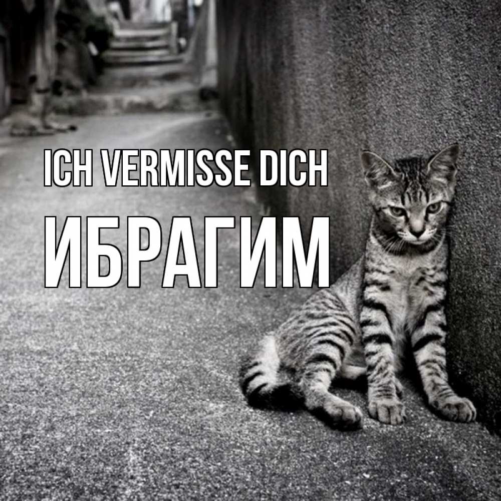 Открытка на каждый день с именем, Ибрагим Ich vermisse dich одиноко котику Прикольная открытка с пожеланием онлайн скачать бесплатно 