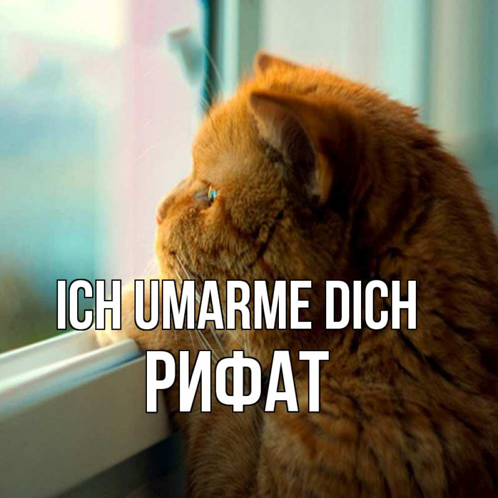 Открытка на каждый день с именем, Рифат Ich umarme dich большой огромный рыжий котяра Прикольная открытка с пожеланием онлайн скачать бесплатно 