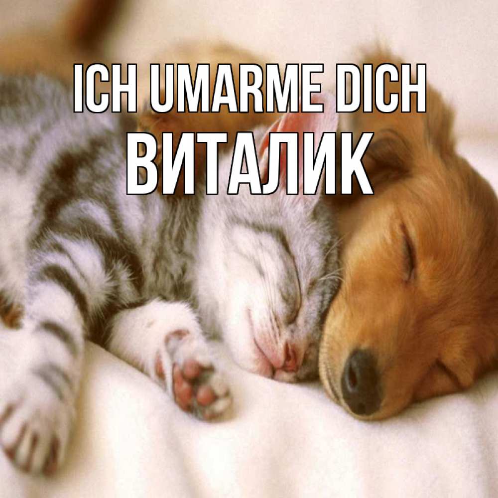 Открытка на каждый день с именем, Виталик Ich umarme dich пес и котенок Прикольная открытка с пожеланием онлайн скачать бесплатно 