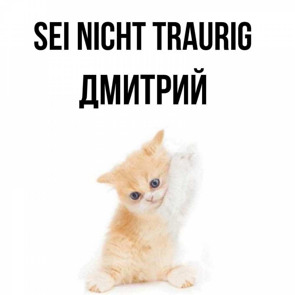 Открытка на каждый день с именем, Дмитрий Sei nicht traurig просящий кот Прикольная открытка с пожеланием онлайн скачать бесплатно 