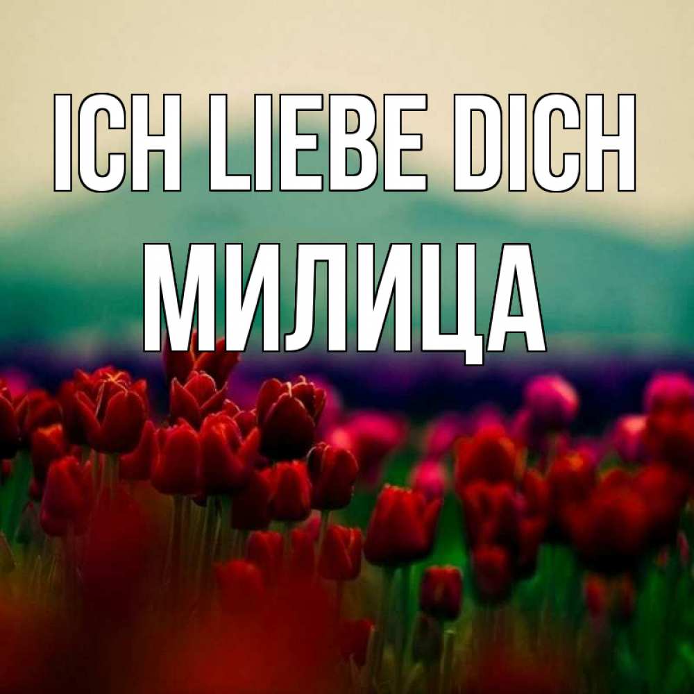 Открытка на каждый день с именем, Милица Ich liebe dich тюльпаны 4 Прикольная открытка с пожеланием онлайн скачать бесплатно 