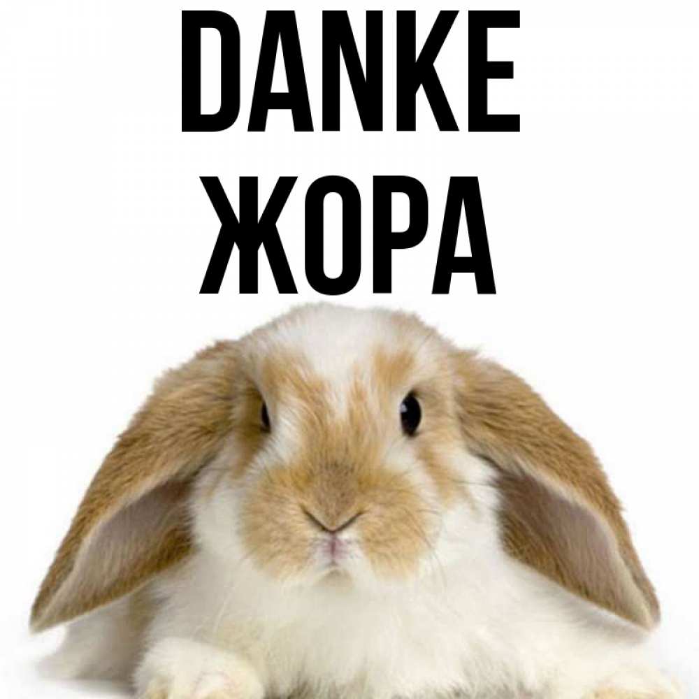 Открытка на каждый день с именем, Жора Danke коричнево белый заяц Прикольная открытка с пожеланием онлайн скачать бесплатно 