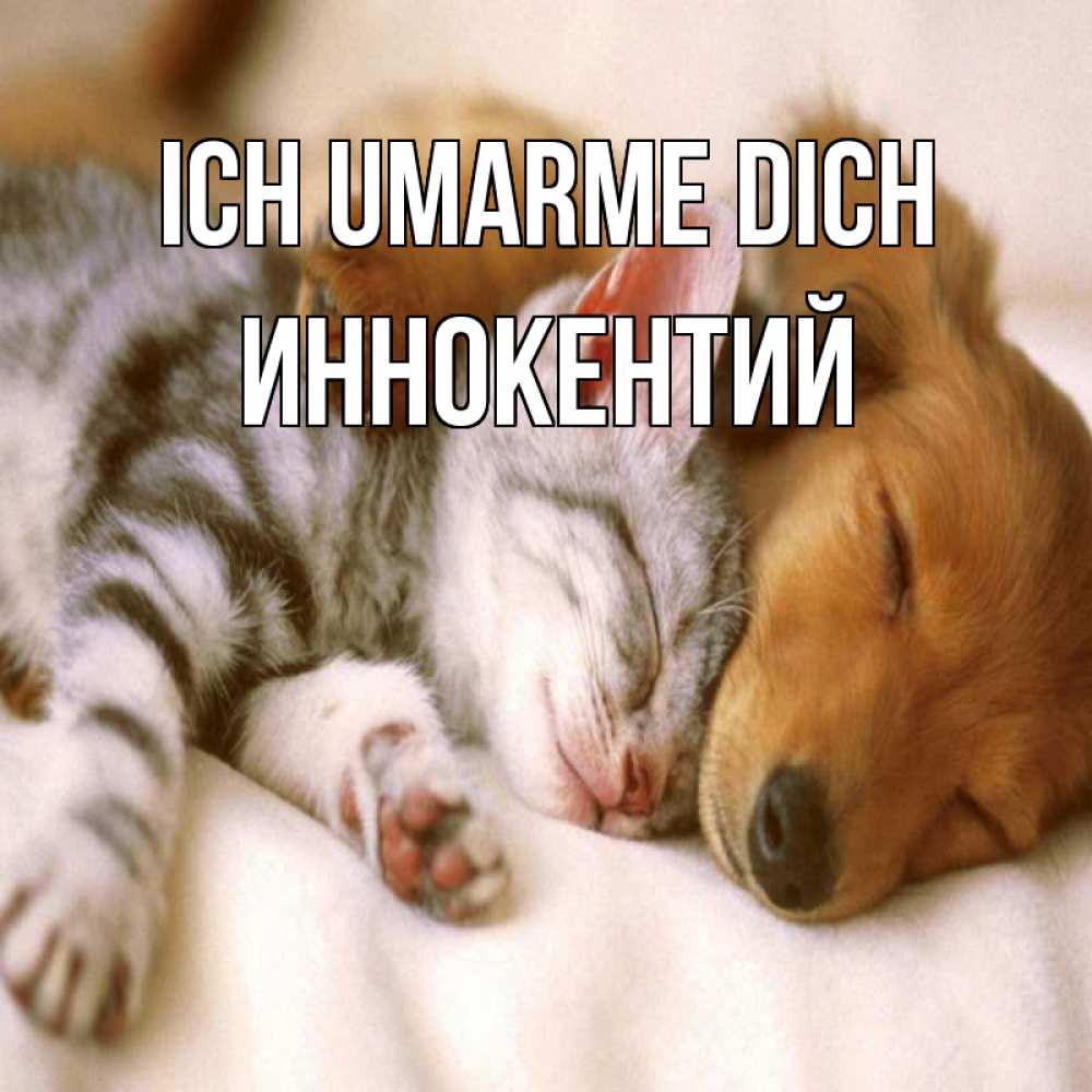 Открытка на каждый день с именем, Иннокентий Ich umarme dich пес и котенок Прикольная открытка с пожеланием онлайн скачать бесплатно 
