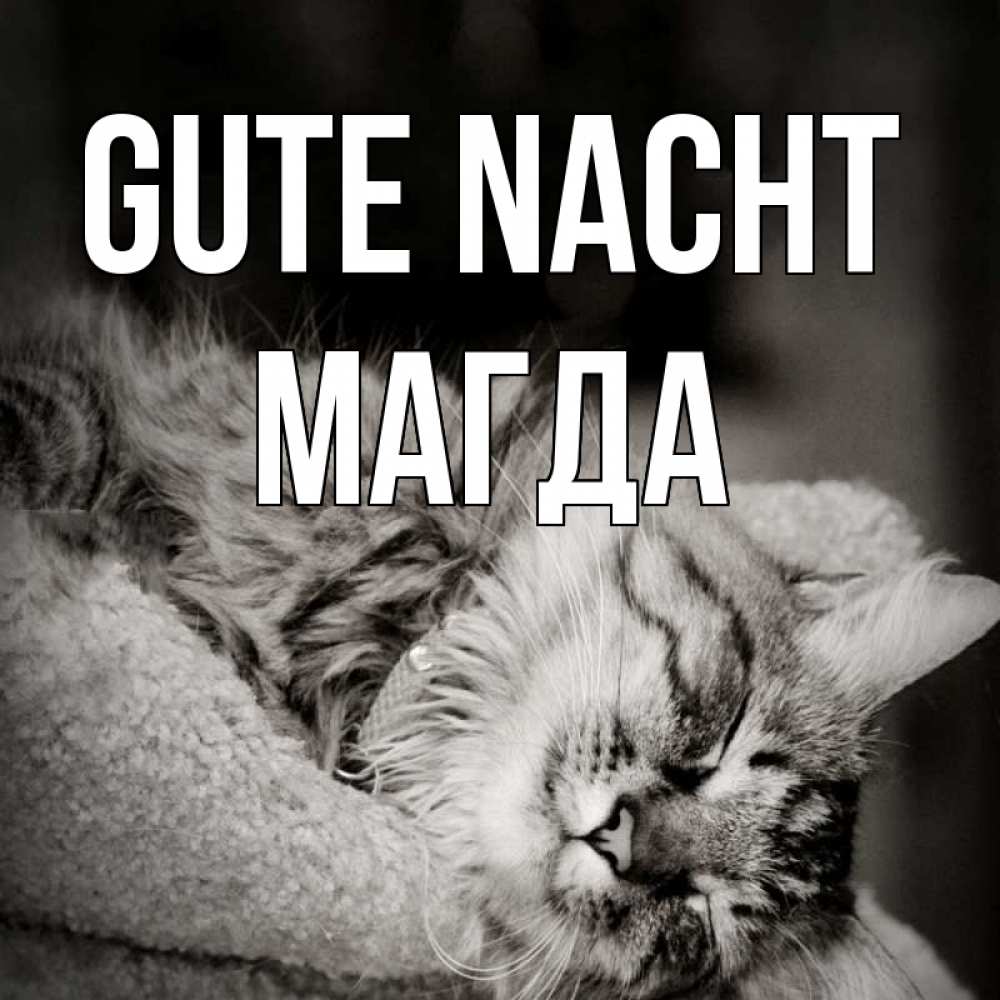 Открытка на каждый день с именем, Магда Gute Nacht котярик пушистый Прикольная открытка с пожеланием онлайн скачать бесплатно 