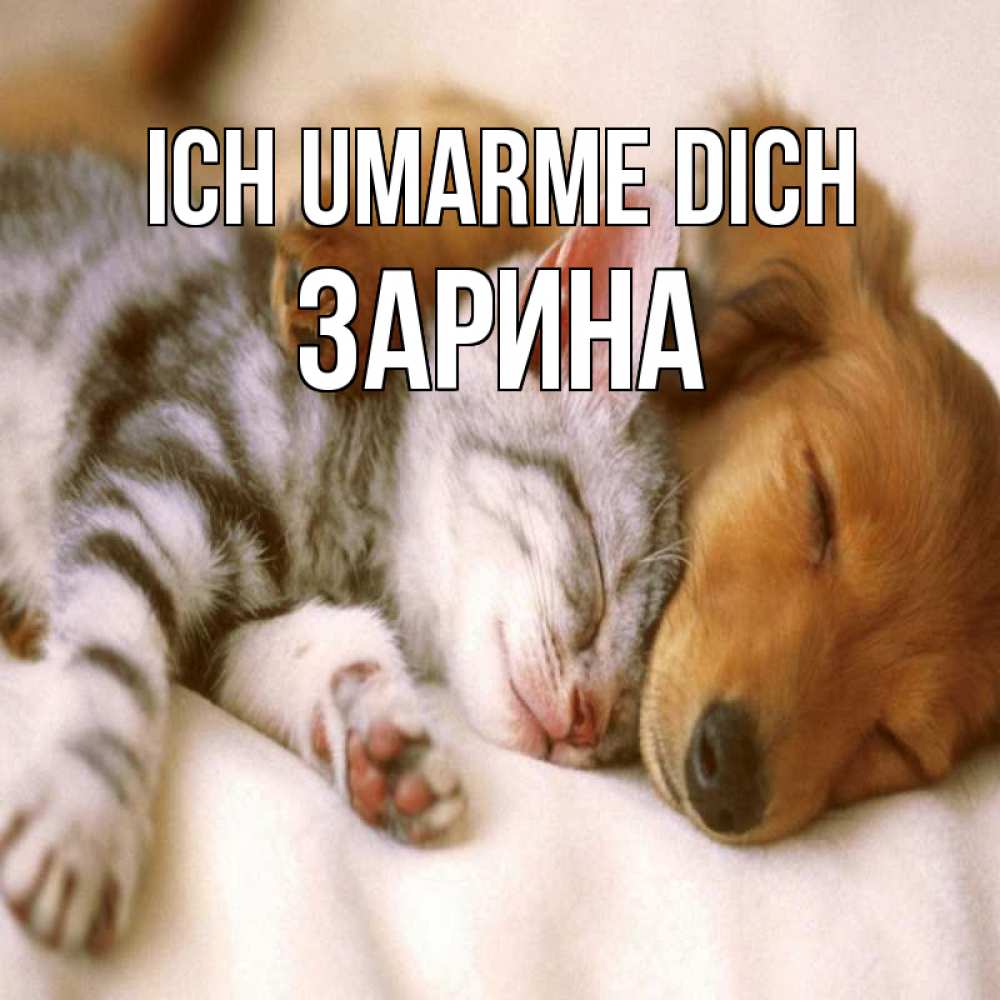 Открытка на каждый день с именем, Зарина Ich umarme dich пес и котенок Прикольная открытка с пожеланием онлайн скачать бесплатно 