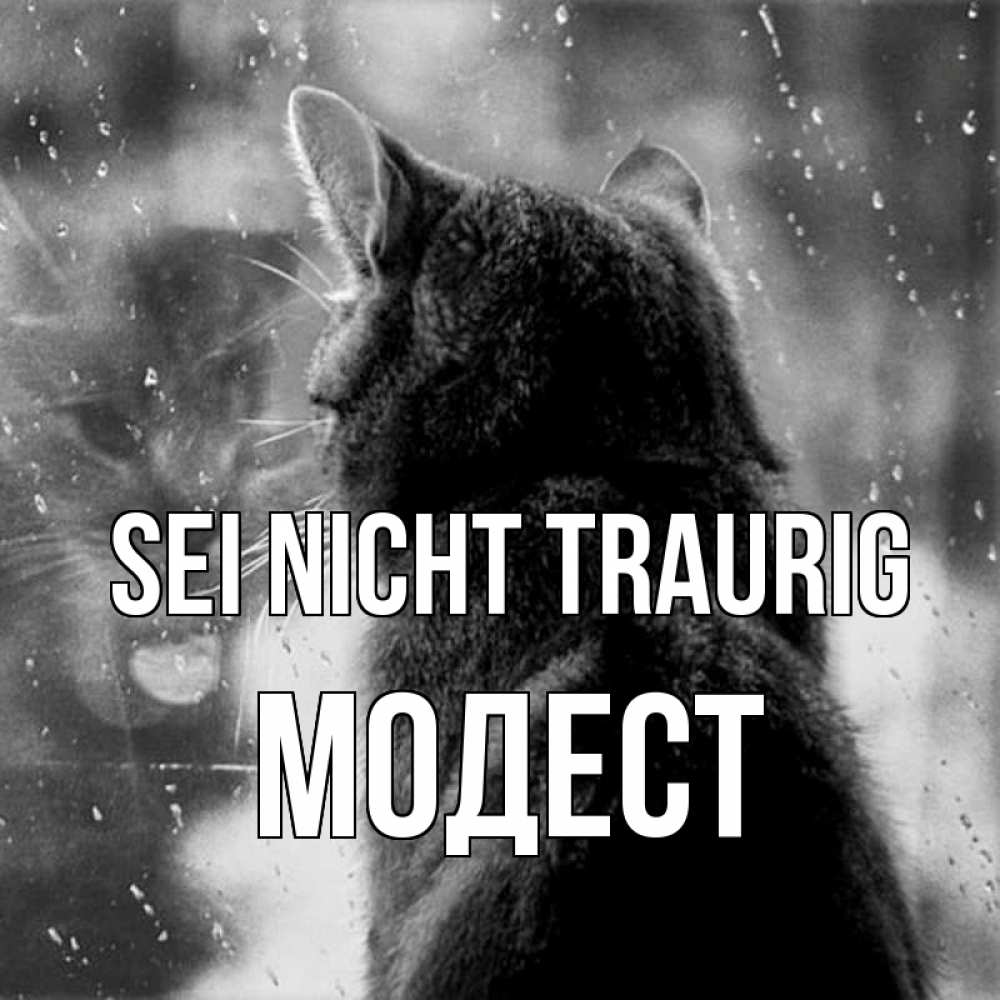 Открытка на каждый день с именем, Модест Sei nicht traurig отражение кота 1 Прикольная открытка с пожеланием онлайн скачать бесплатно 