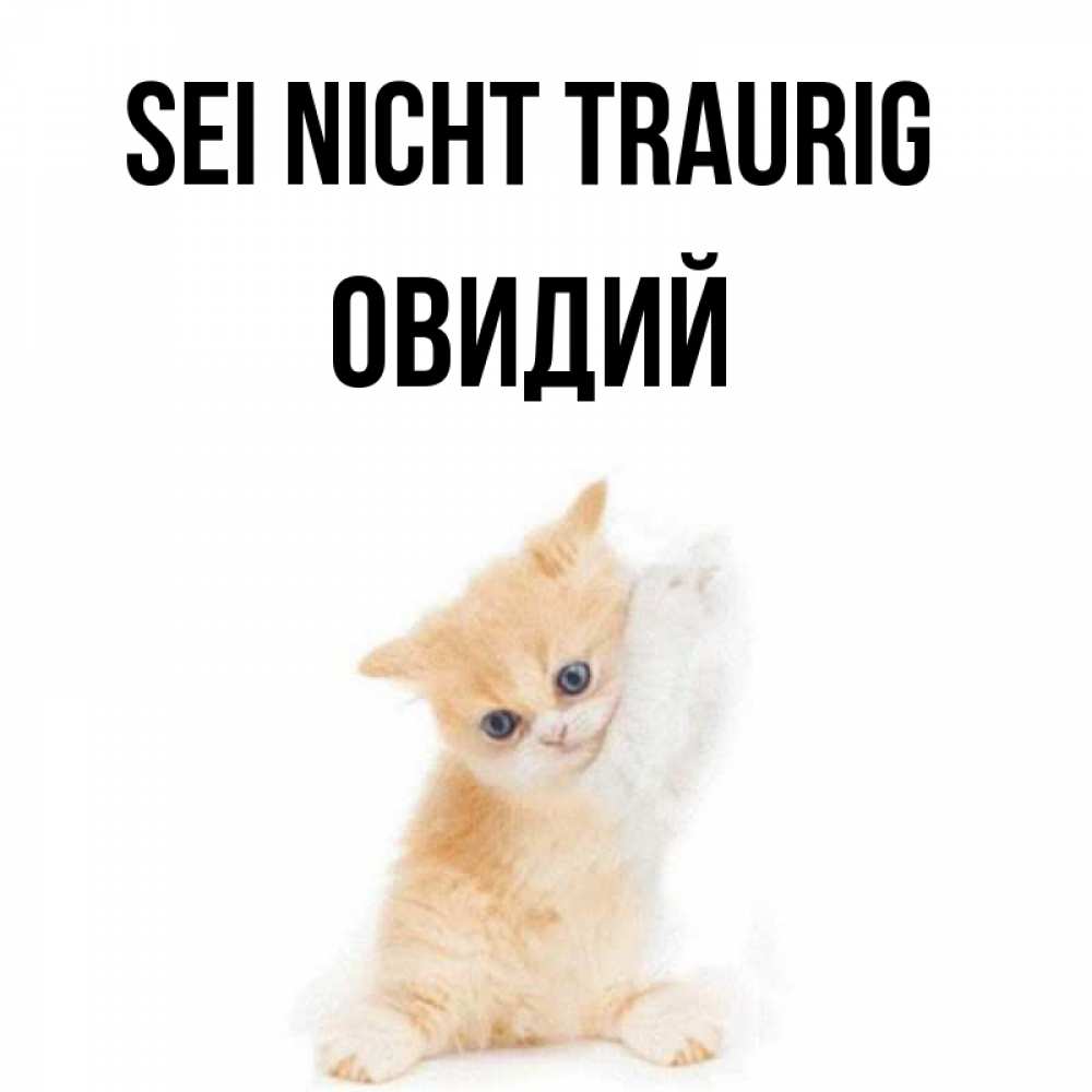 Открытка на каждый день с именем, Овидий Sei nicht traurig просящий кот Прикольная открытка с пожеланием онлайн скачать бесплатно 