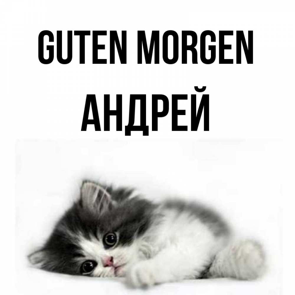 Открытка на каждый день с именем, Андрей Guten Morgen кот лапки Прикольная открытка с пожеланием онлайн скачать бесплатно 