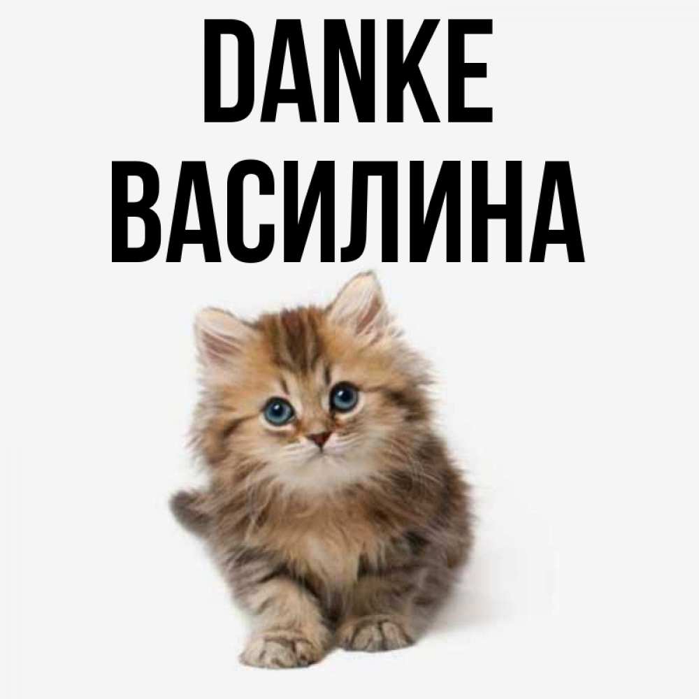 Открытка на каждый день с именем, Василина Danke пушистый котик Прикольная открытка с пожеланием онлайн скачать бесплатно 