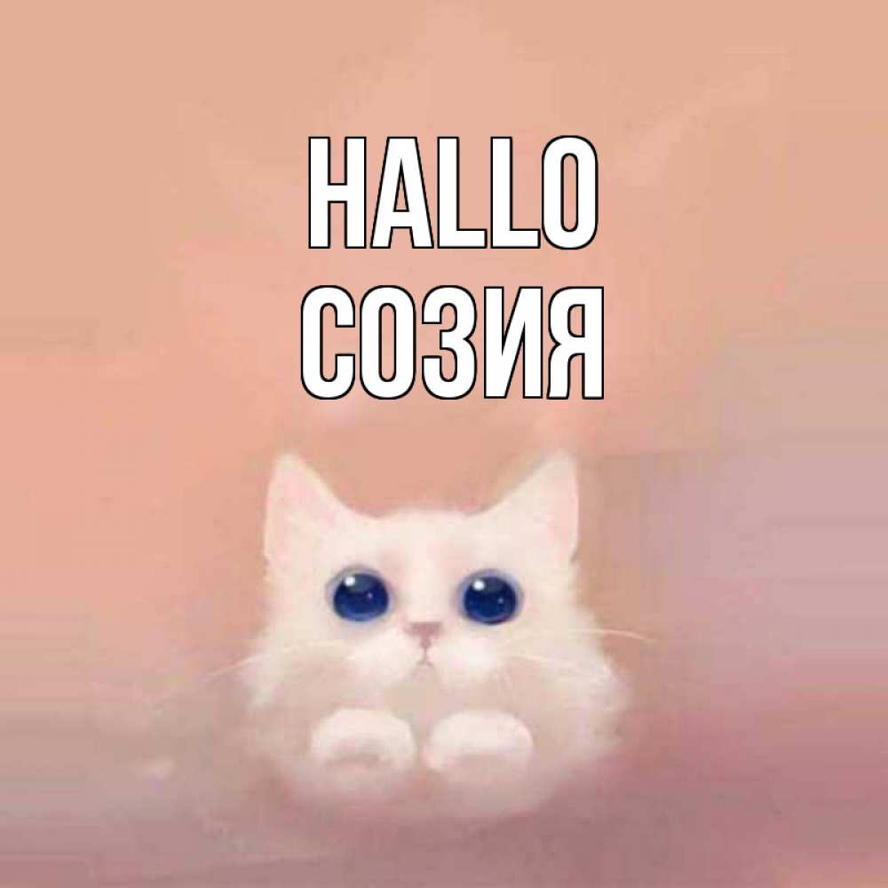 Открытка на каждый день с именем, Созия Hallo котик белый в полете Прикольная открытка с пожеланием онлайн скачать бесплатно 