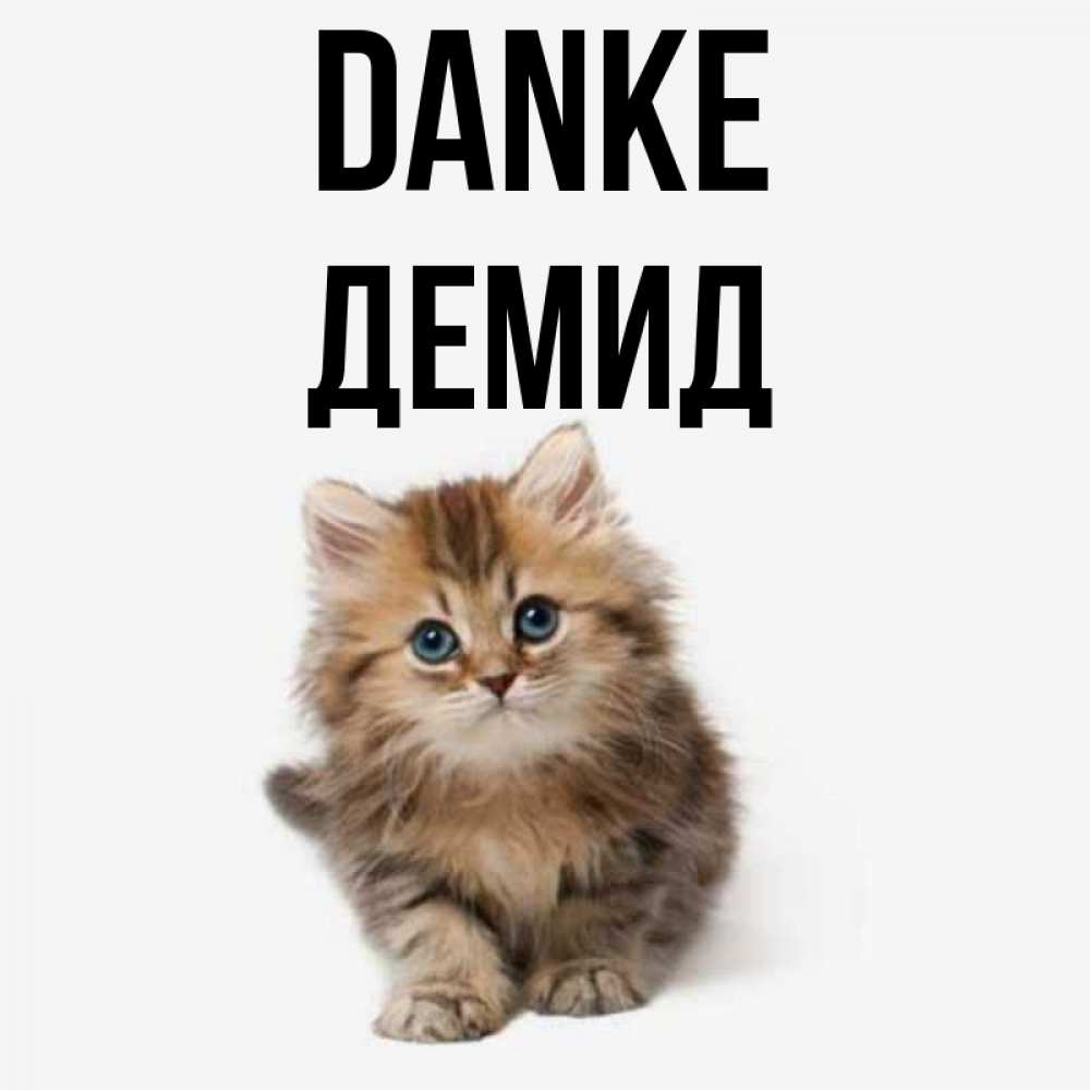 Открытка на каждый день с именем, Демид Danke пушистый котик Прикольная открытка с пожеланием онлайн скачать бесплатно 