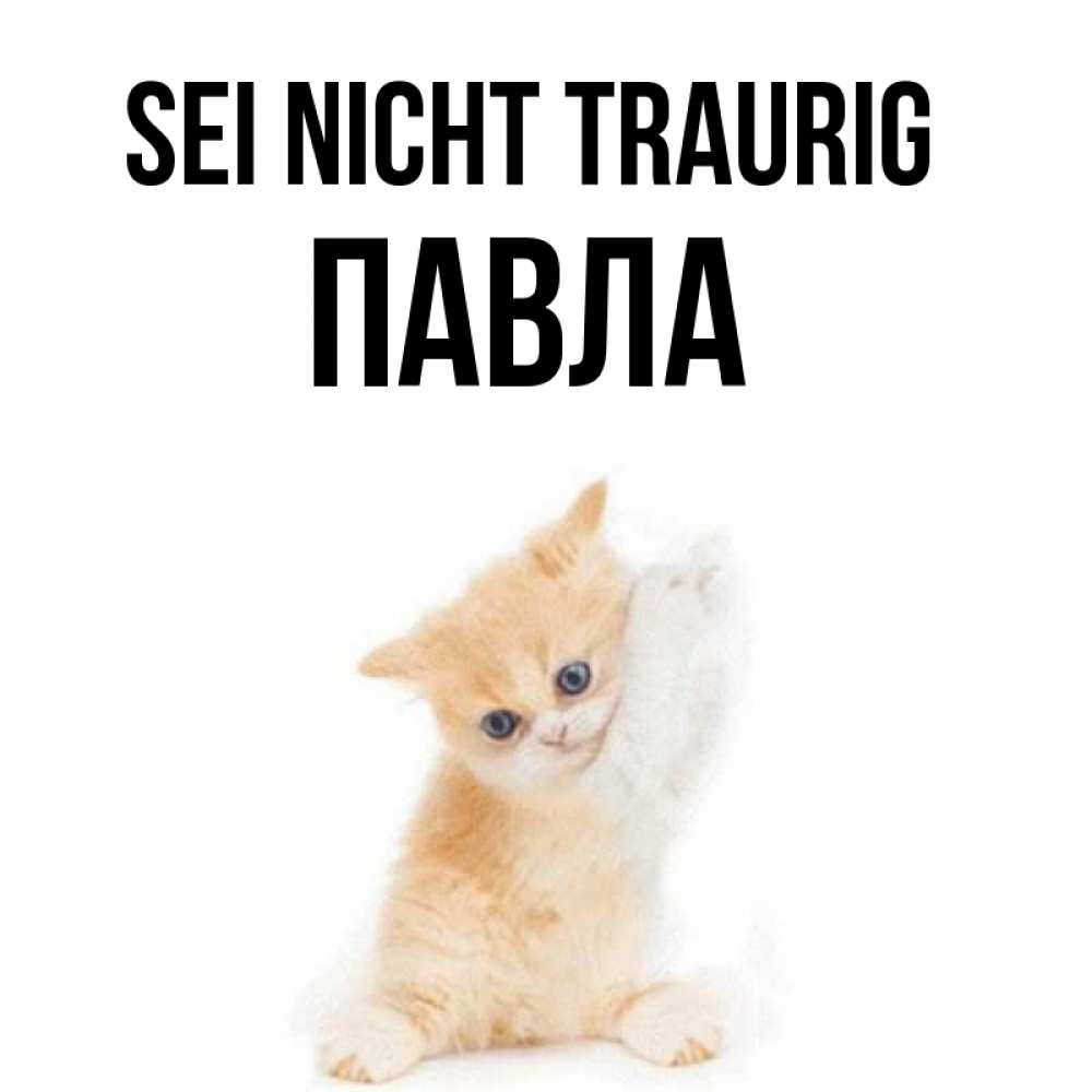 Открытка на каждый день с именем, Павла Sei nicht traurig просящий кот Прикольная открытка с пожеланием онлайн скачать бесплатно 
