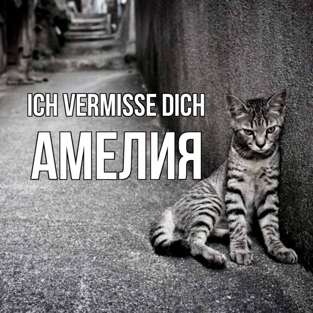 Открытка на каждый день с именем, Амелия Ich vermisse dich одиноко котику Прикольная открытка с пожеланием онлайн скачать бесплатно 