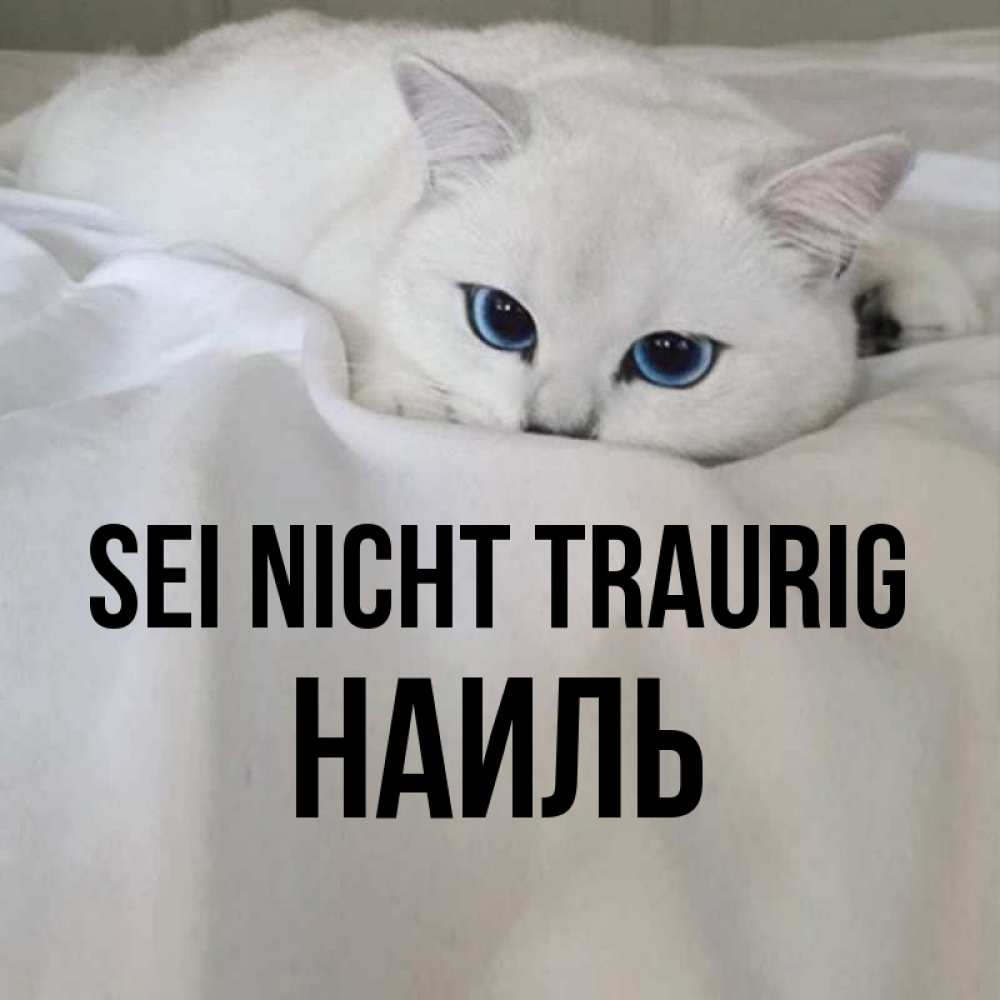 Открытка на каждый день с именем, Наиль Sei nicht traurig Голубоглазая кошка Прикольная открытка с пожеланием онлайн скачать бесплатно 