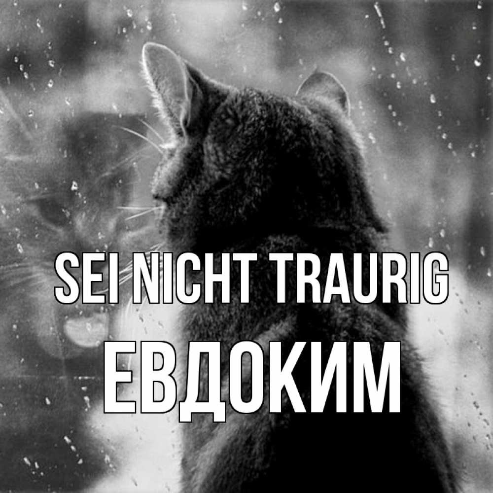 Открытка на каждый день с именем, Евдоким Sei nicht traurig отражение кота 1 Прикольная открытка с пожеланием онлайн скачать бесплатно 
