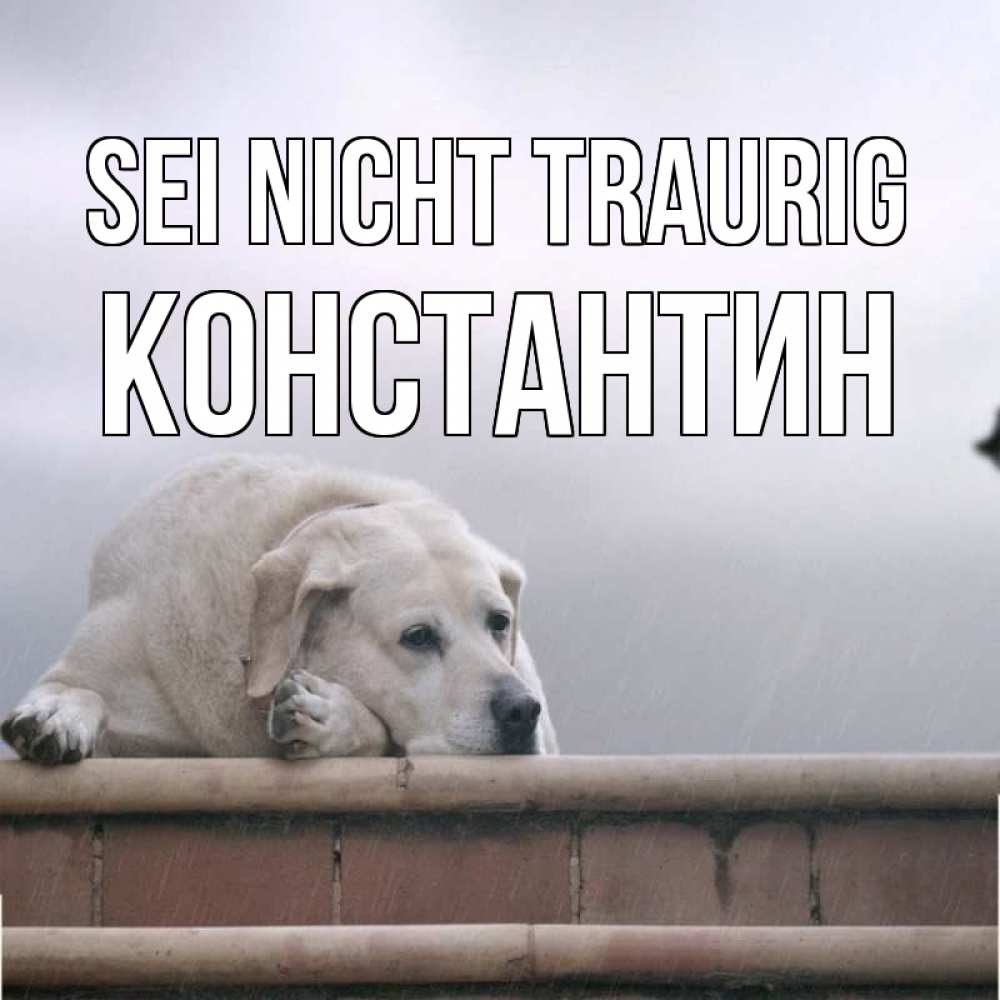Открытка на каждый день с именем, Константин Sei nicht traurig белый пес 1 Прикольная открытка с пожеланием онлайн скачать бесплатно 