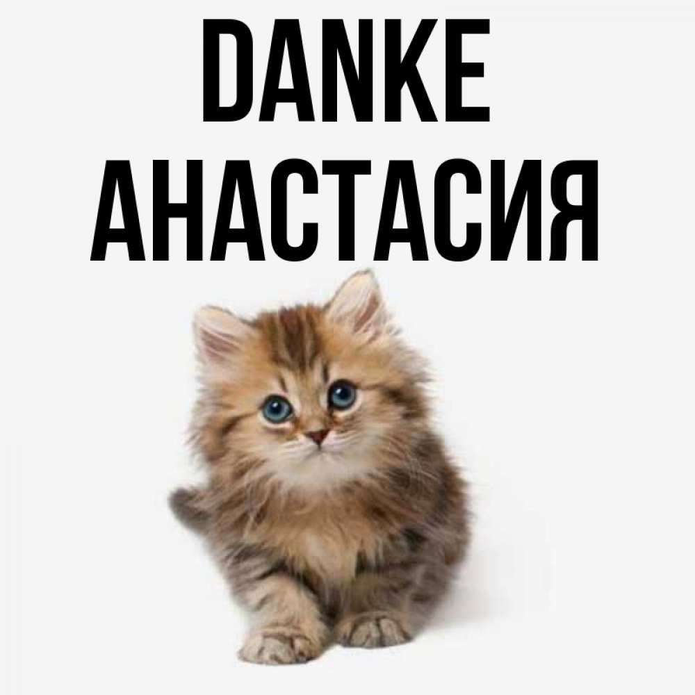 Открытка на каждый день с именем, Анастасия Danke пушистый котик Прикольная открытка с пожеланием онлайн скачать бесплатно 