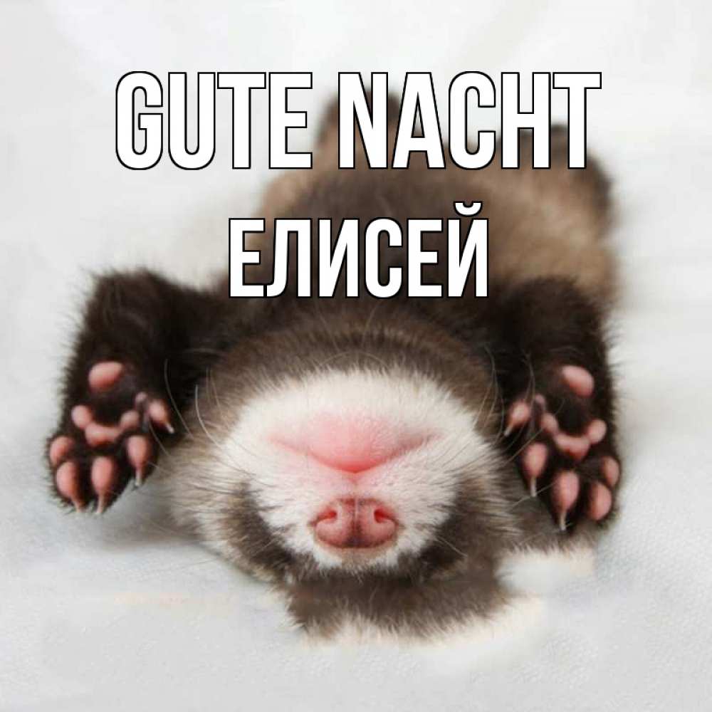 Открытка на каждый день с именем, Елисей Gute Nacht зверек Прикольная открытка с пожеланием онлайн скачать бесплатно 