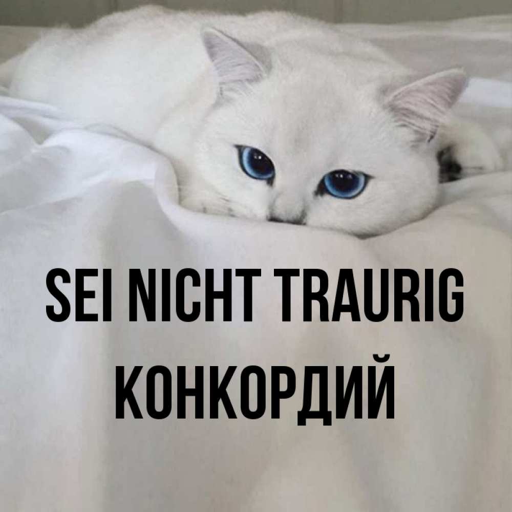 Открытка на каждый день с именем, Конкордий Sei nicht traurig Голубоглазая кошка Прикольная открытка с пожеланием онлайн скачать бесплатно 