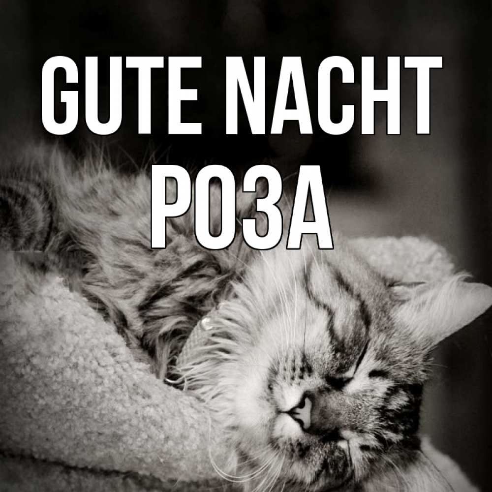 Открытка на каждый день с именем, Роза Gute Nacht котярик пушистый Прикольная открытка с пожеланием онлайн скачать бесплатно 