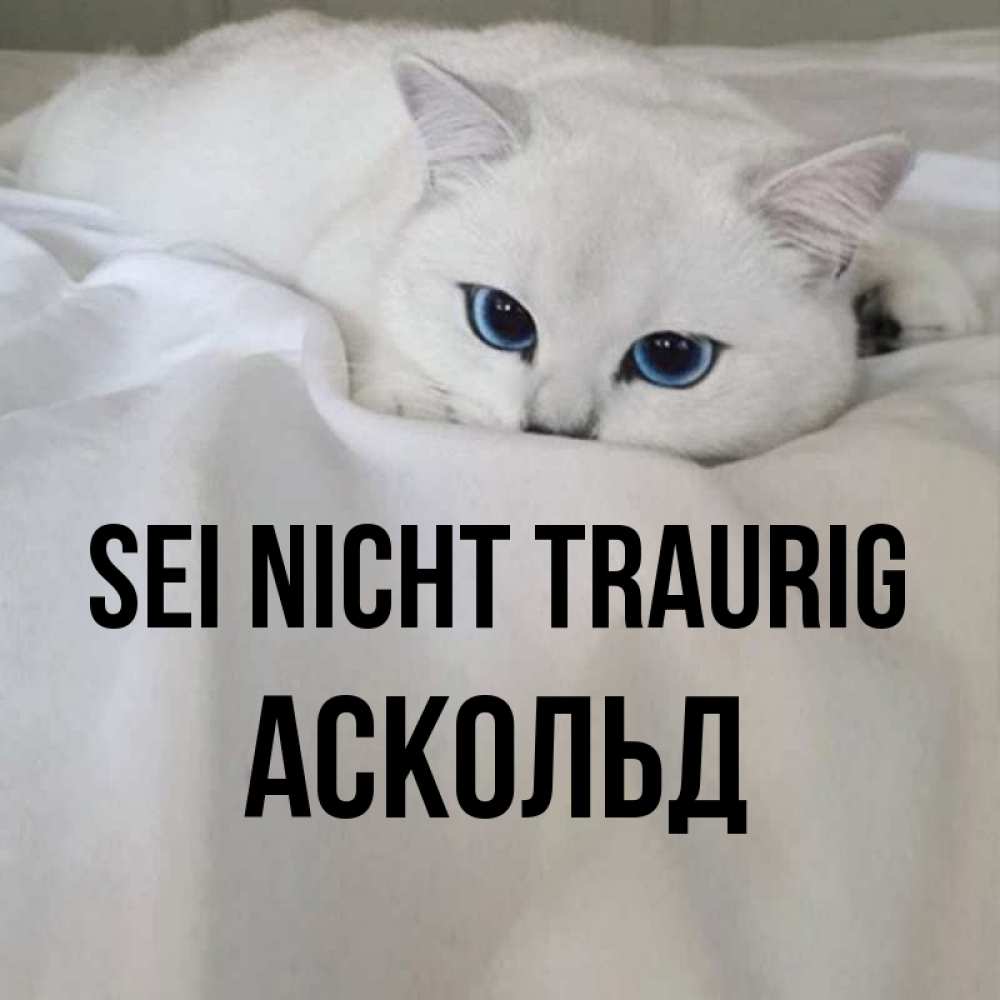 Открытка на каждый день с именем, Аскольд Sei nicht traurig Голубоглазая кошка Прикольная открытка с пожеланием онлайн скачать бесплатно 