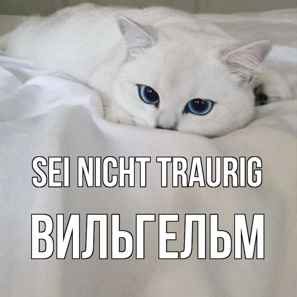 Открытка на каждый день с именем, Вильгельм Sei nicht traurig белый кот с голубыми глазами на белоснежной кровати Прикольная открытка с пожеланием онлайн скачать бесплатно 