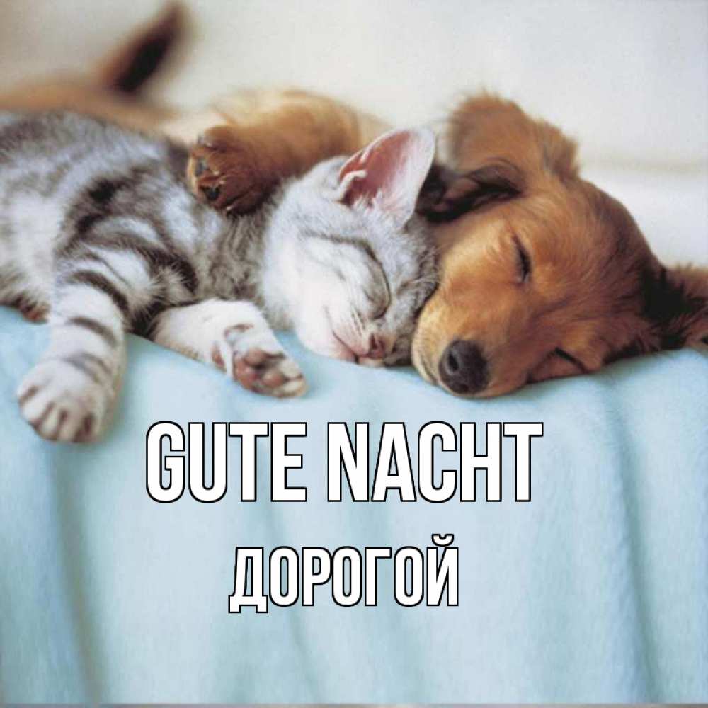 Открытка на каждый день с именем, Дорогой Gute Nacht с животными Прикольная открытка с пожеланием онлайн скачать бесплатно 