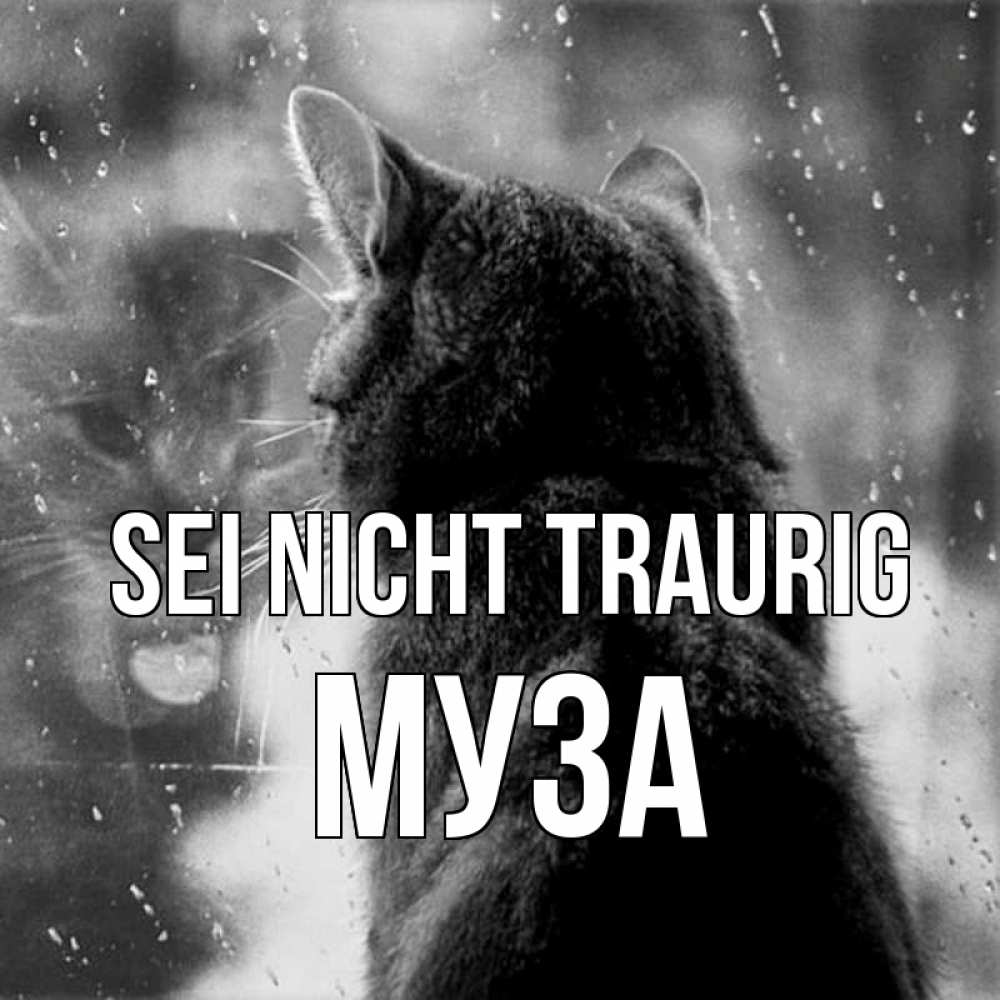 Открытка на каждый день с именем, Муза Sei nicht traurig отражение кота 1 Прикольная открытка с пожеланием онлайн скачать бесплатно 