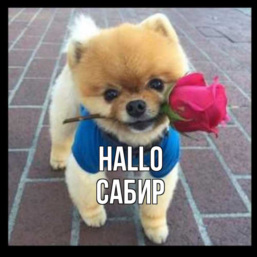 Открытка на каждый день с именем, Сабир Hallo роза в зубах у собаки Прикольная открытка с пожеланием онлайн скачать бесплатно 