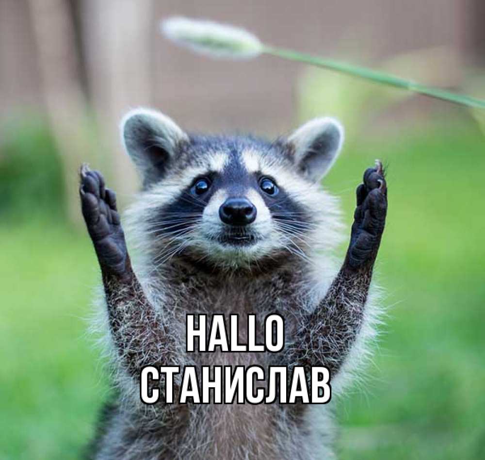 Открытка на каждый день с именем, Станислав Hallo животные Прикольная открытка с пожеланием онлайн скачать бесплатно 