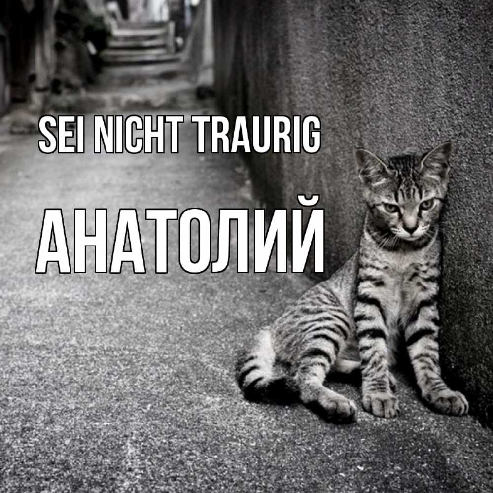 Открытка на каждый день с именем, Анатолий Sei nicht traurig скучающий котик Прикольная открытка с пожеланием онлайн скачать бесплатно 