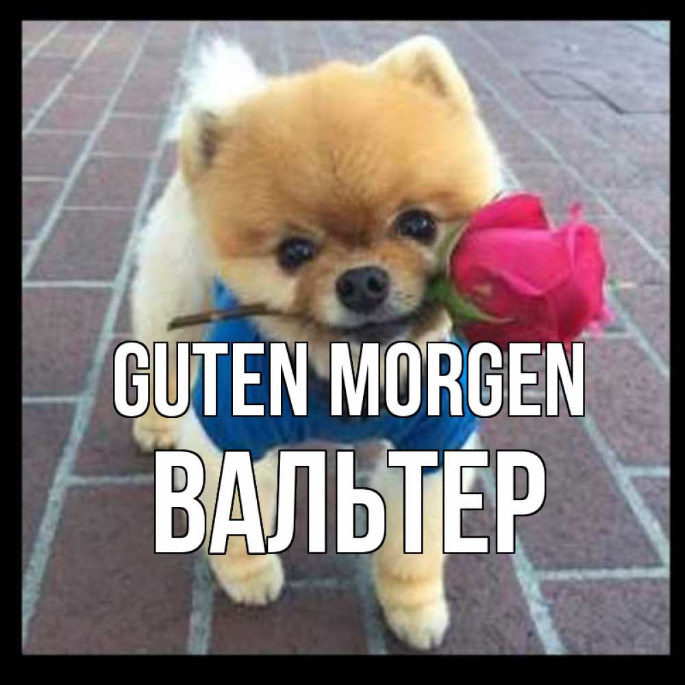 Открытка на каждый день с именем, Вальтер Guten Morgen роза в зубах Прикольная открытка с пожеланием онлайн скачать бесплатно 